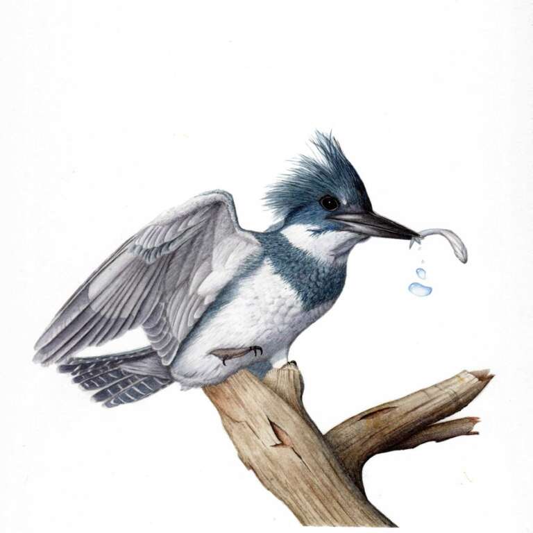 Nora Sherwood Natural Science illustrator kingfisher