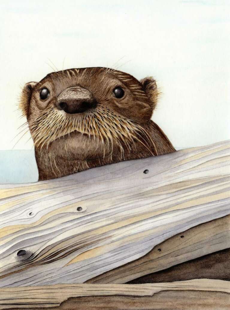 River Otter illustration by Nora Sherwood